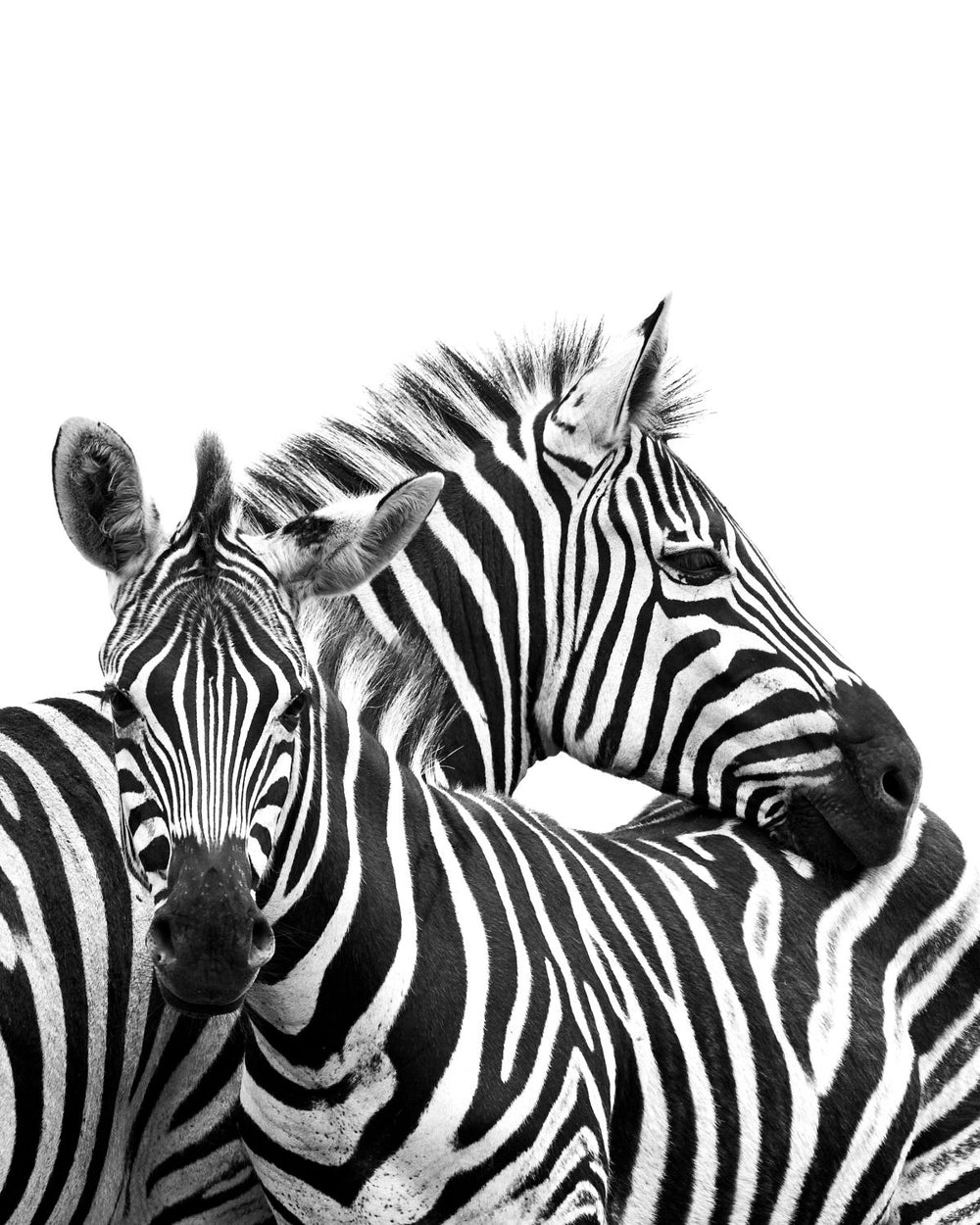 Sweet Zebras