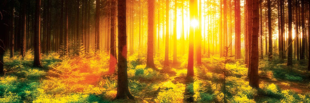 Enchanting Sunlit Forest