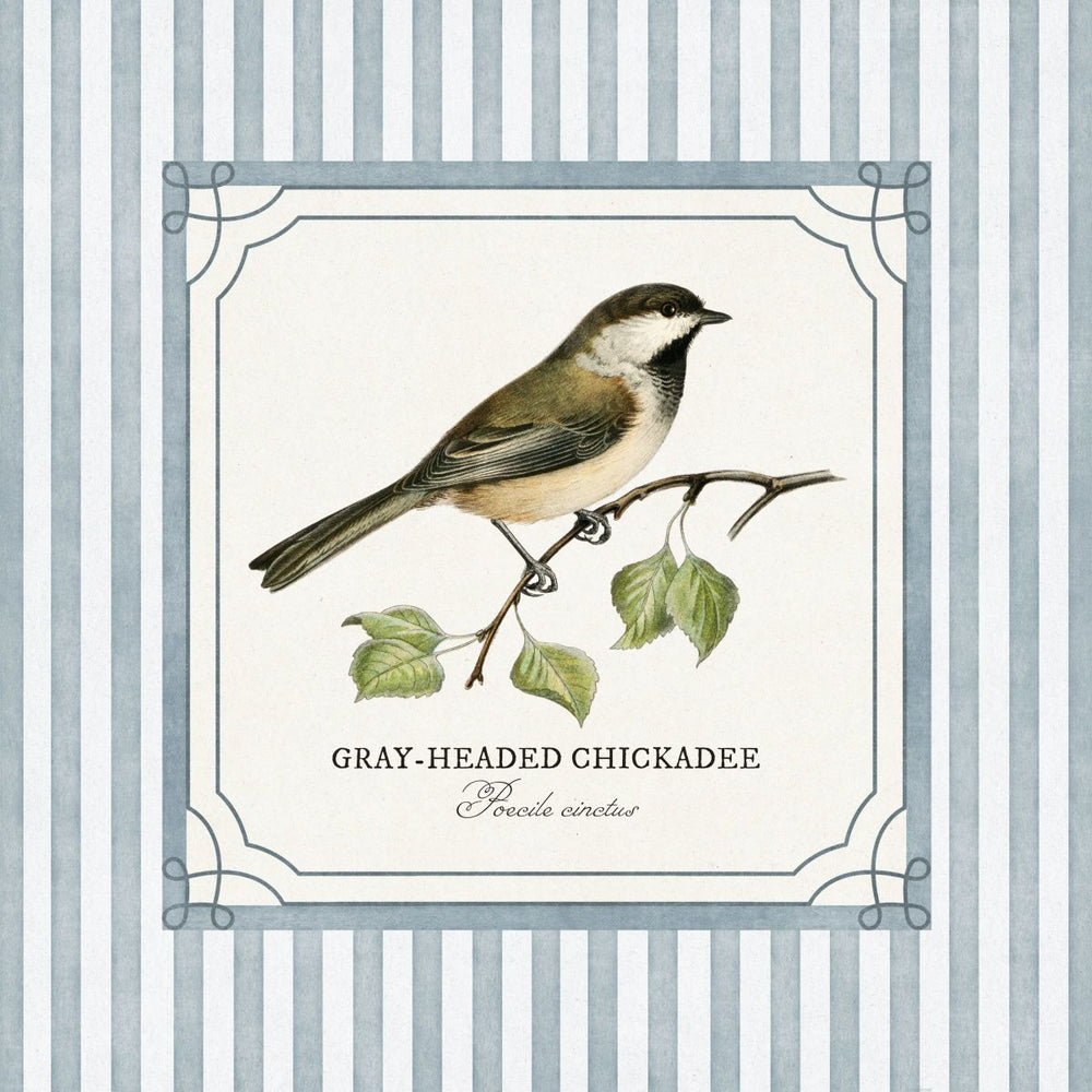 Gray-headed Chickadee Reinterpreted