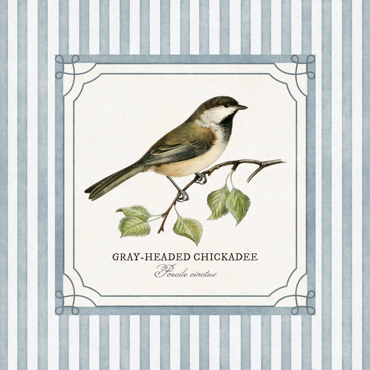 Gray-headed Chickadee Reinterpreted