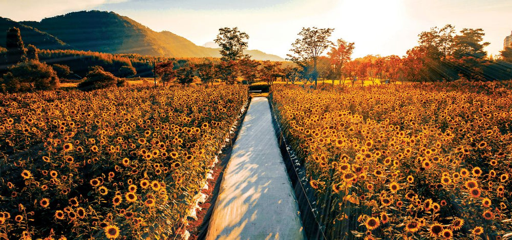 Sunflower Garden Path