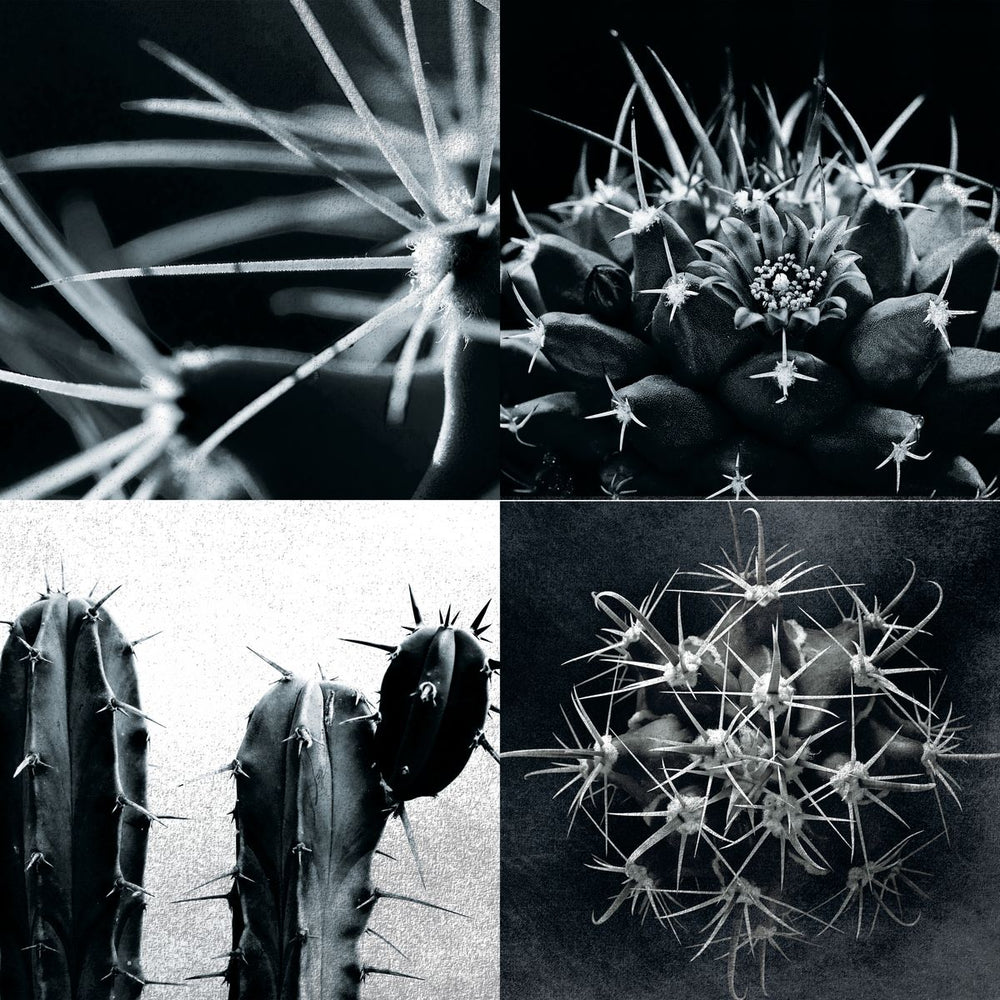Spiny Cactus Plants