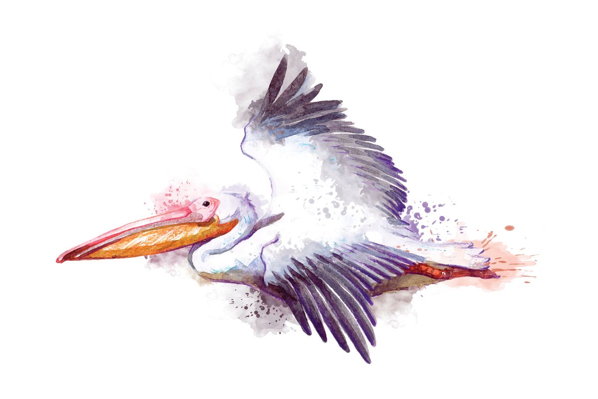 Flying White Pelican Splash