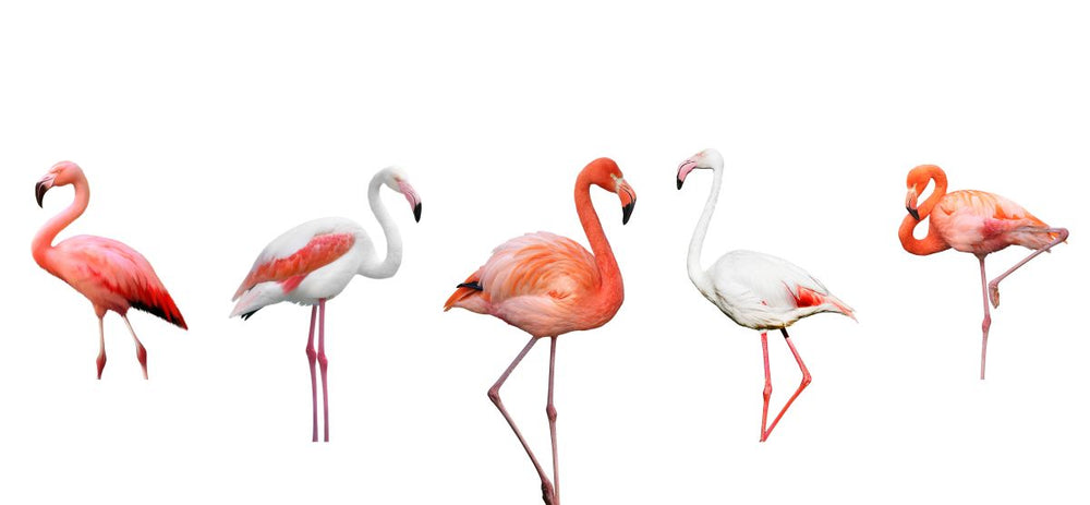 A Flamboyance Of Flamingos