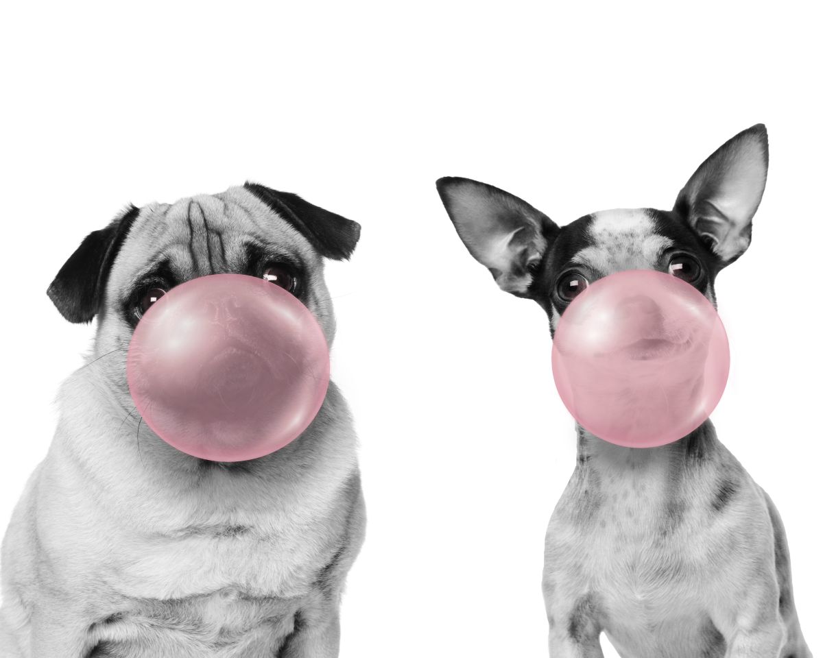 Bubble Gum Dogs