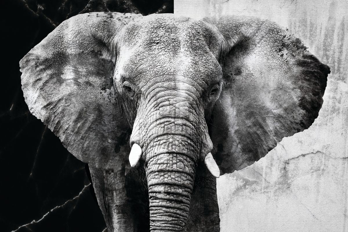 Elephant Black And White