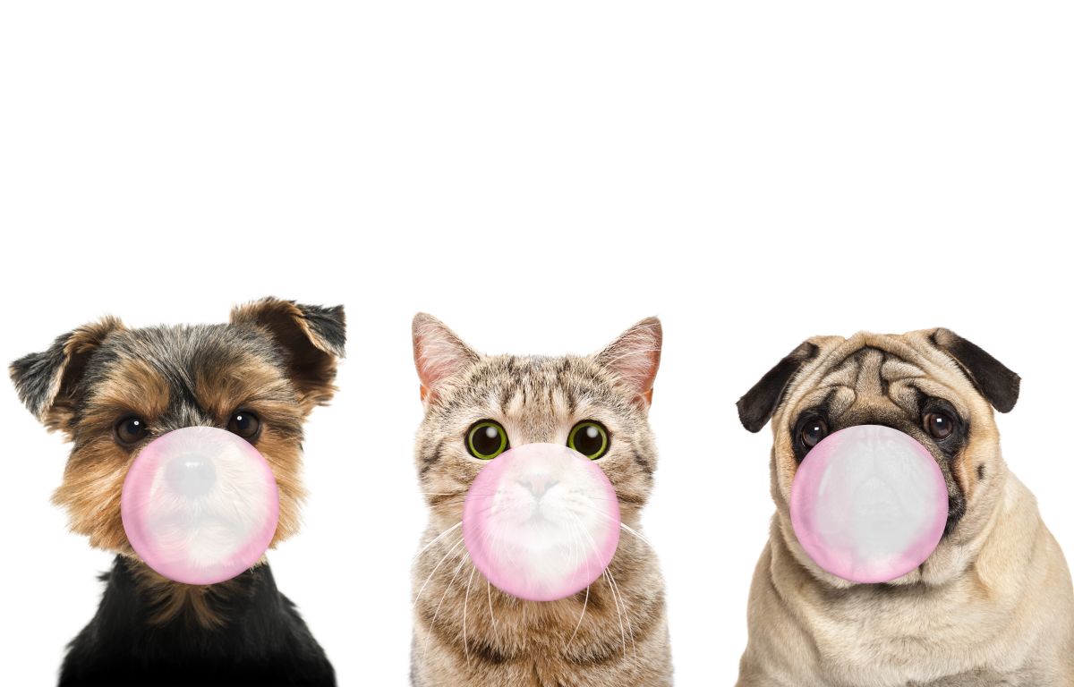 Bubble Gum Animal Pets