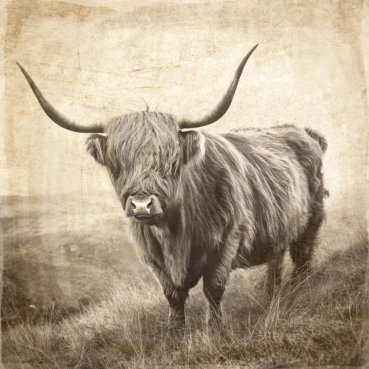Highland Cow Black And White
