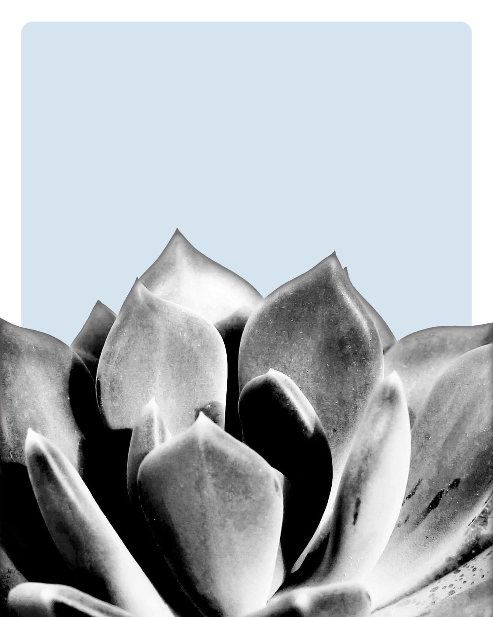 Succulent Monochrome