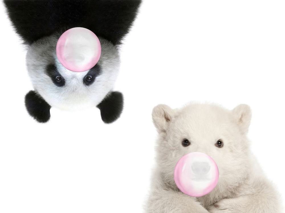 Bears Bubble Gum