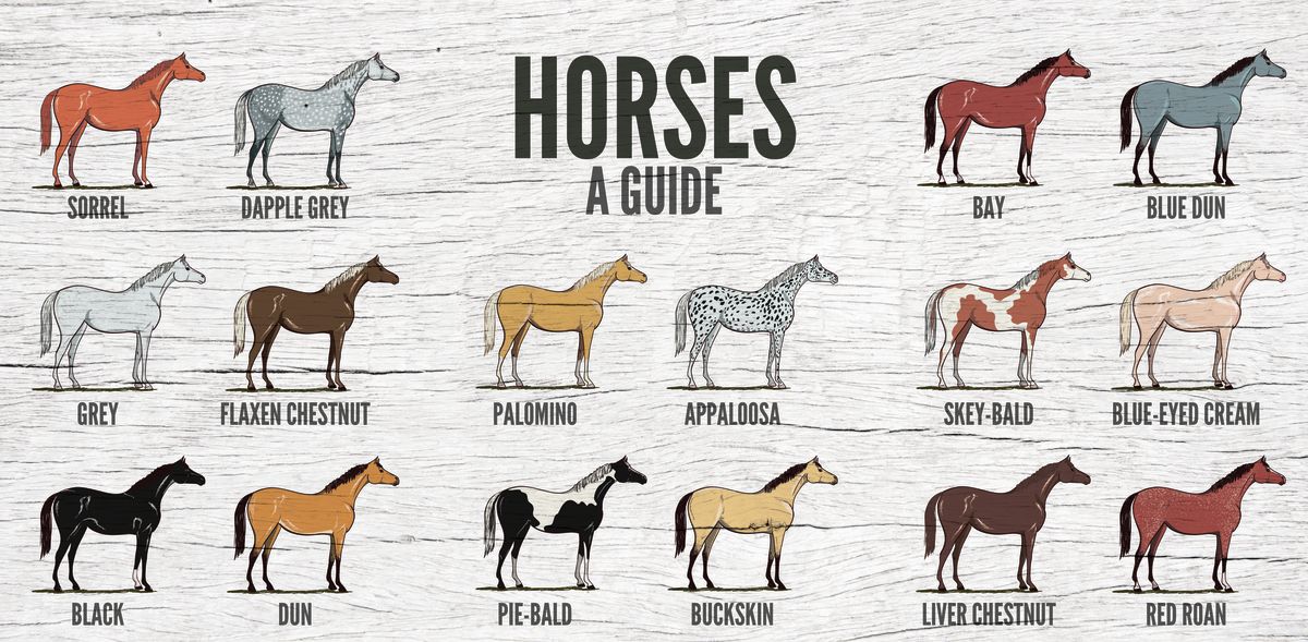Horse Guide Chart
