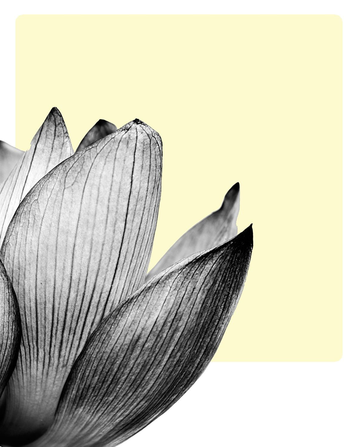 Lotus Petals Monochrome