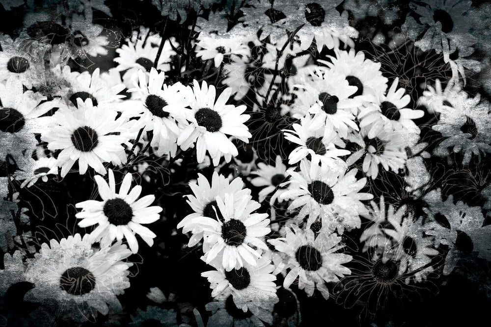 Meadow Of Chamomile BW