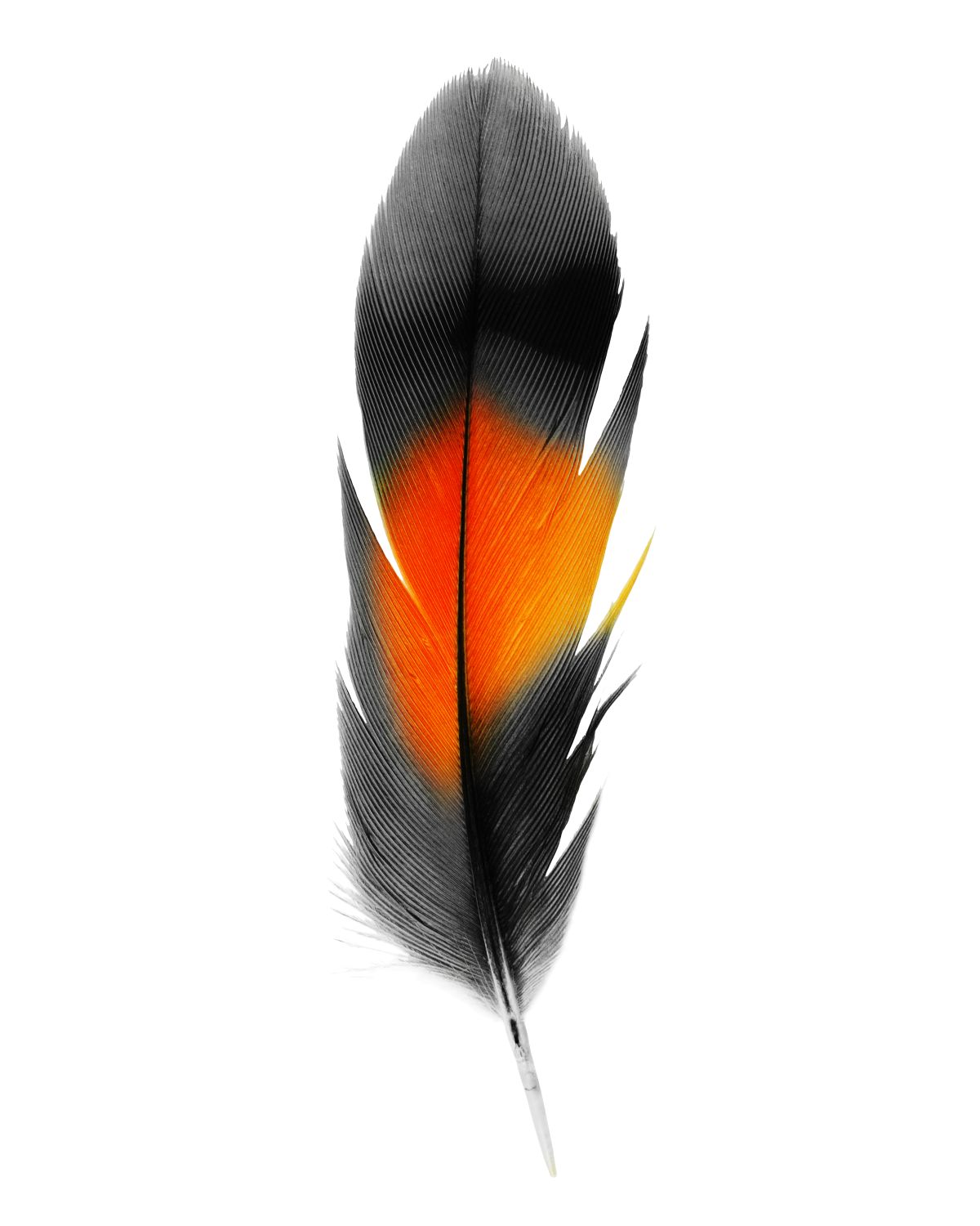 Black And Orange Feather