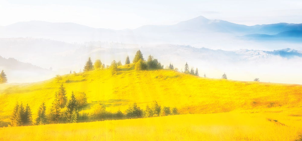 Golden Carpathian Fields