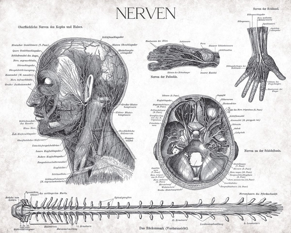Nerves Chart