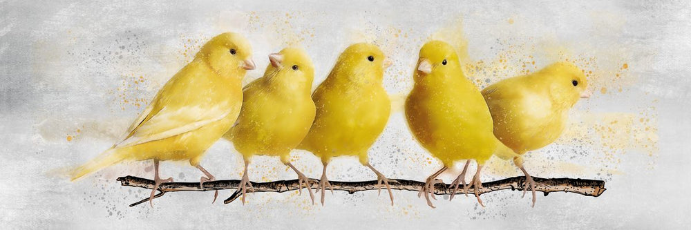 Yellow Canaries