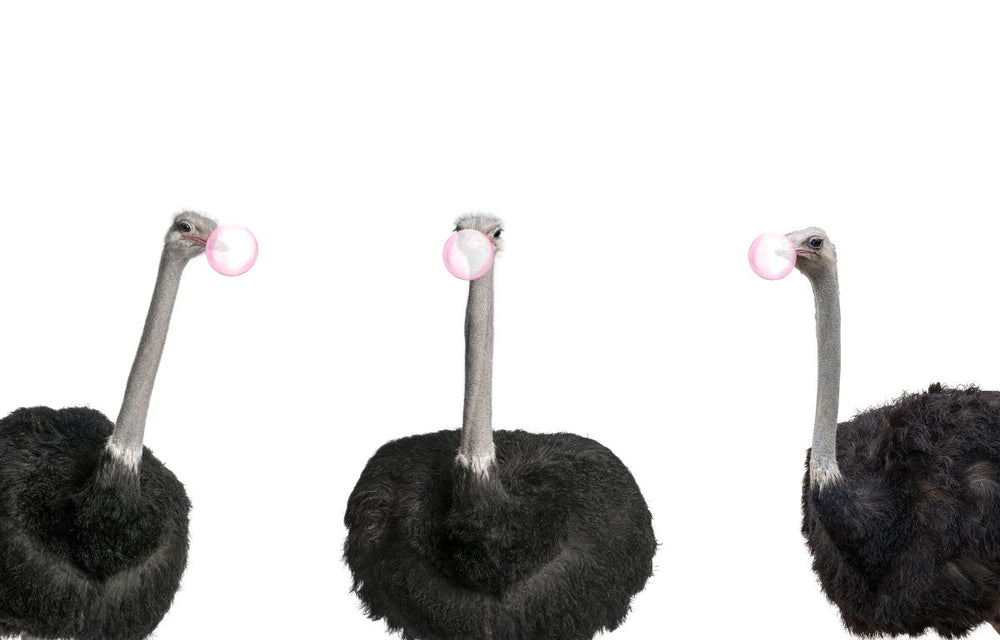 Bubble Gum Ostrich