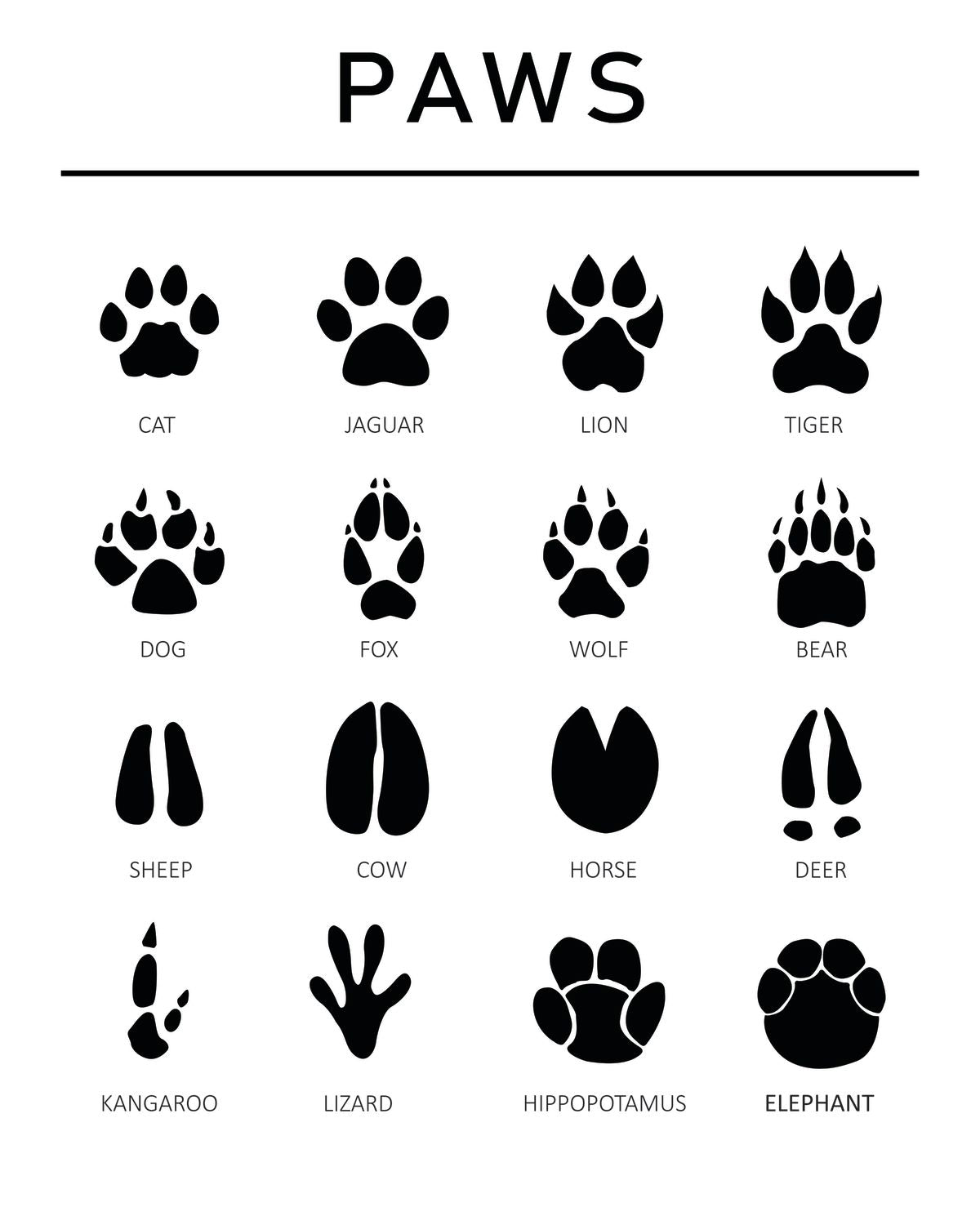 Animal Paws Guide Chart