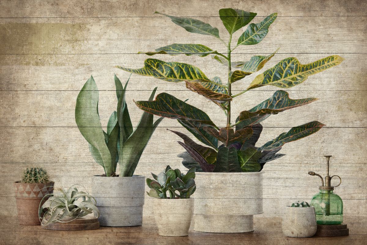 Wooden Indoor Plants
