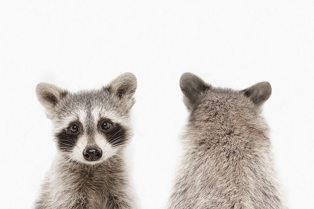 Raccoon Front And Back Portrait