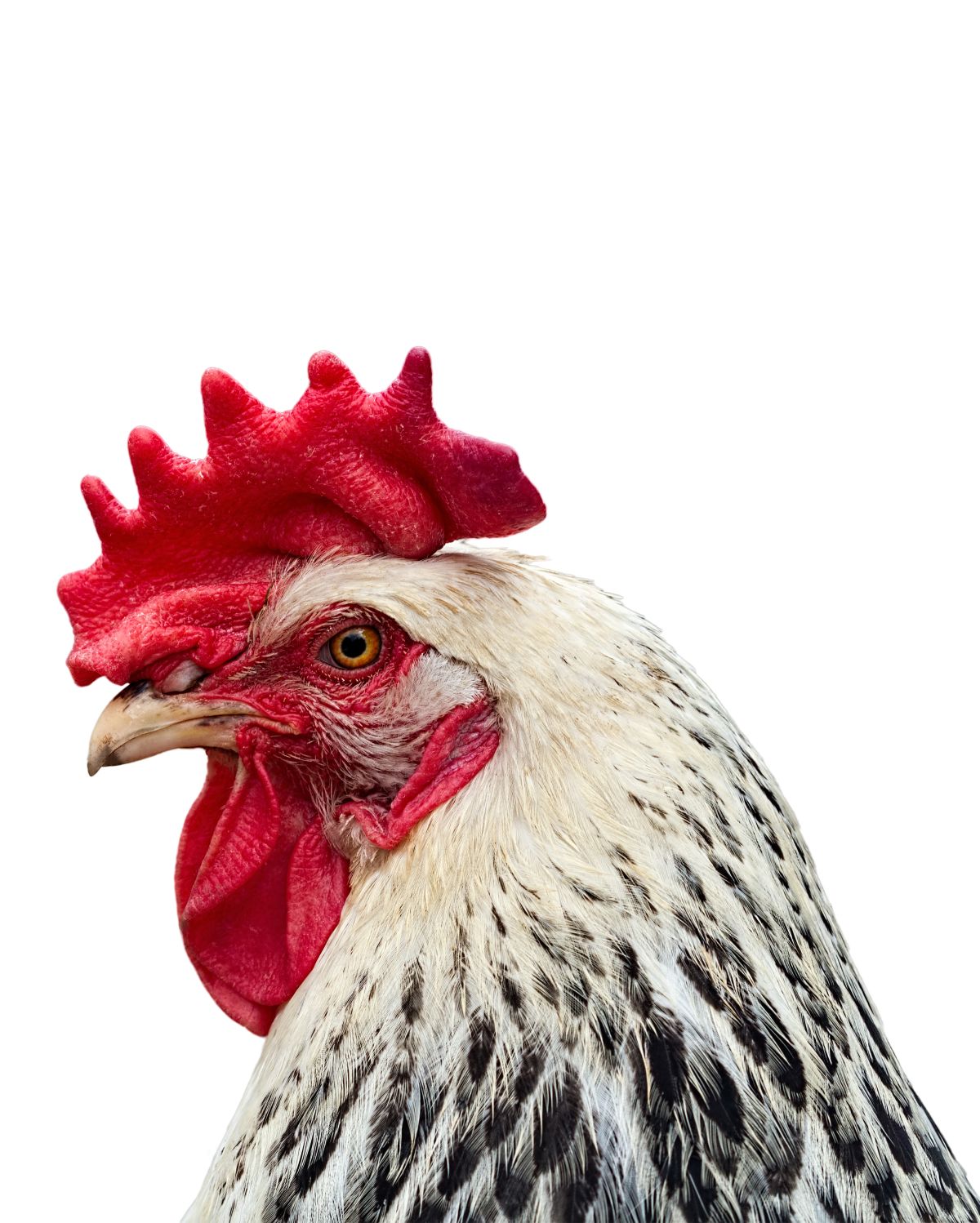 Rooster Side Portrait