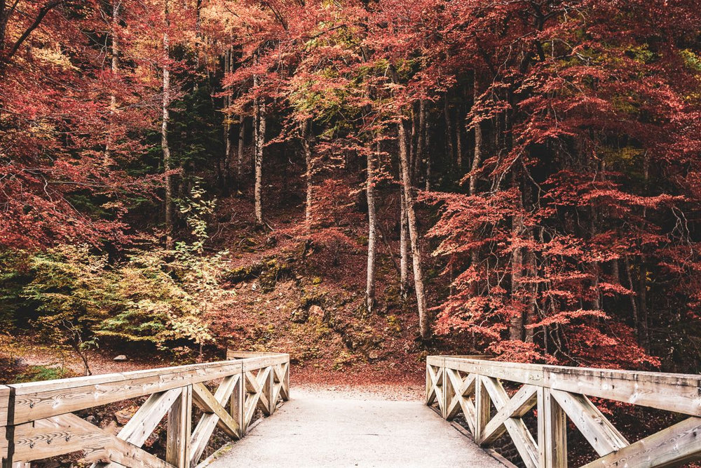 Autumn Bridge