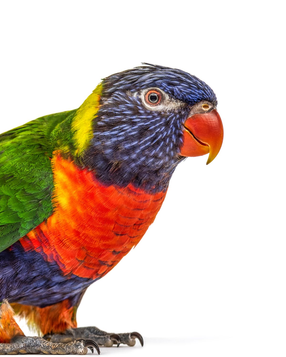 Vibrant Rainbow Lorikeet