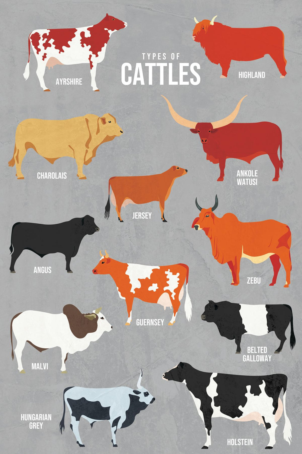 Cattle Chart