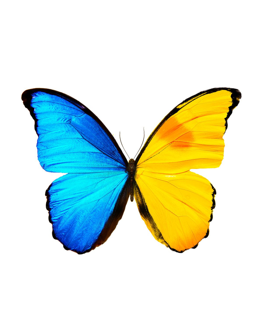 Blue Yellow Butterfly