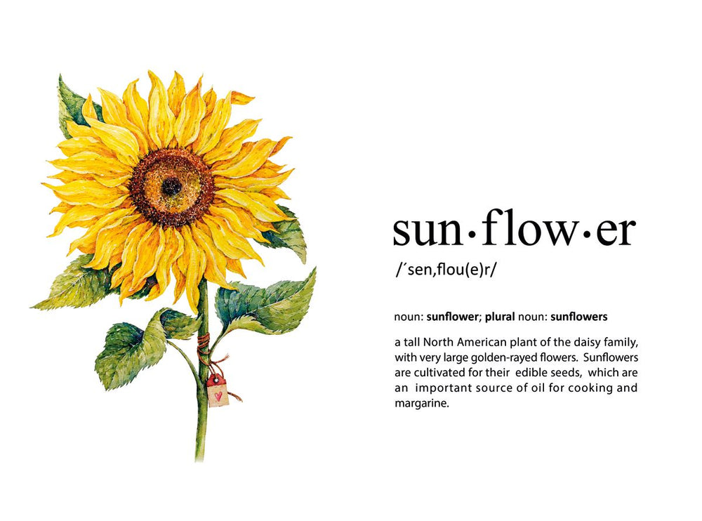 Sunflower Definition