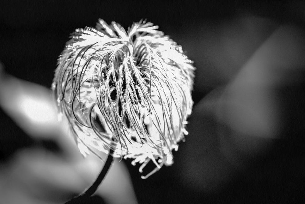 Monochrome Blowball