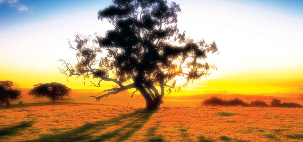 Clare Valley Lone Tree