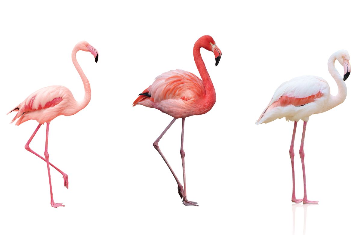 Three Shades Of Flamingo
