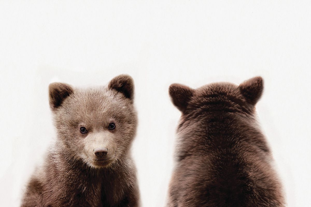 Bear Cub Front And Back Portrait