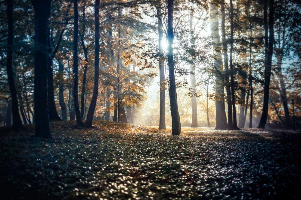 A Sunlit Forest