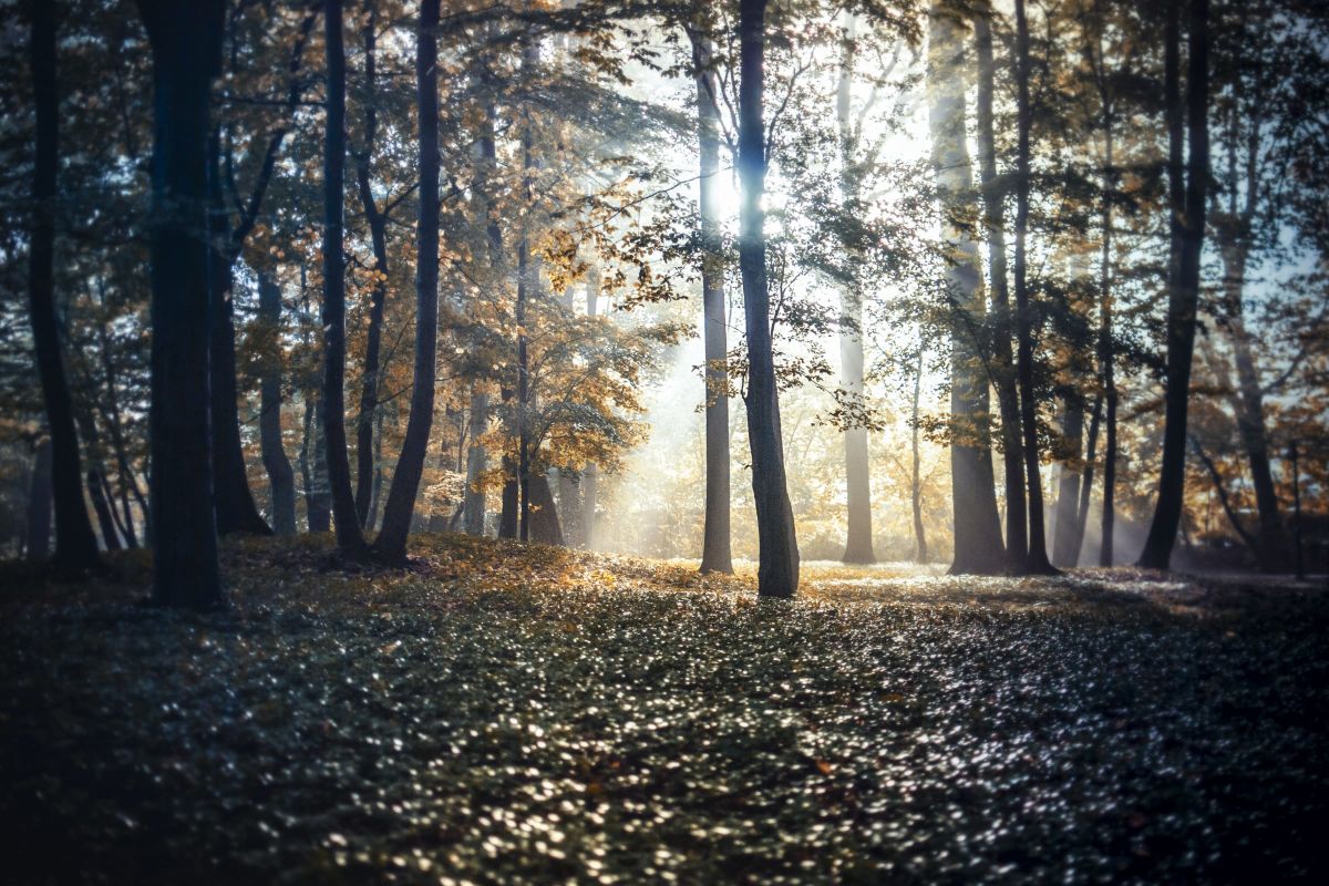 A Sunlit Forest