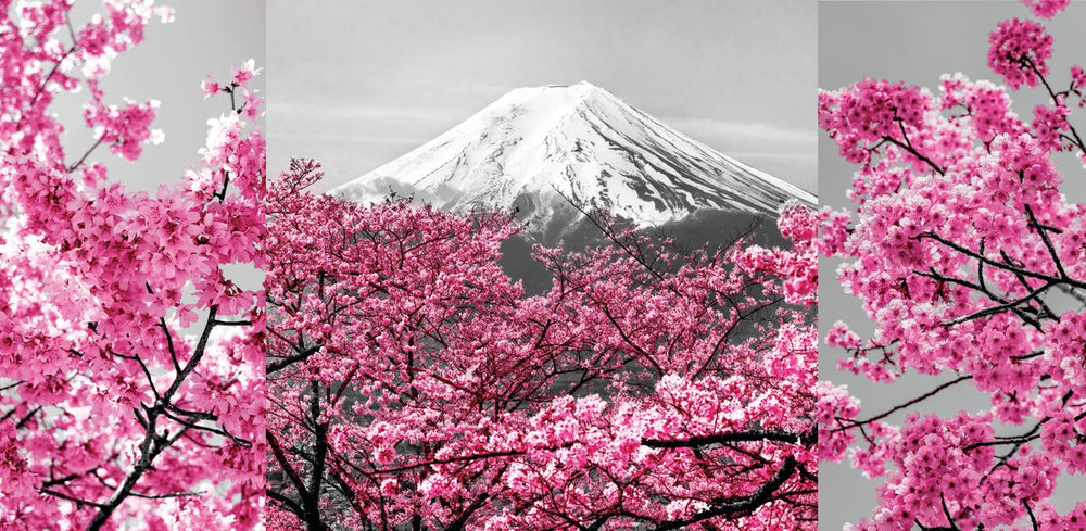 Mt. Fuji Sakuras Pop