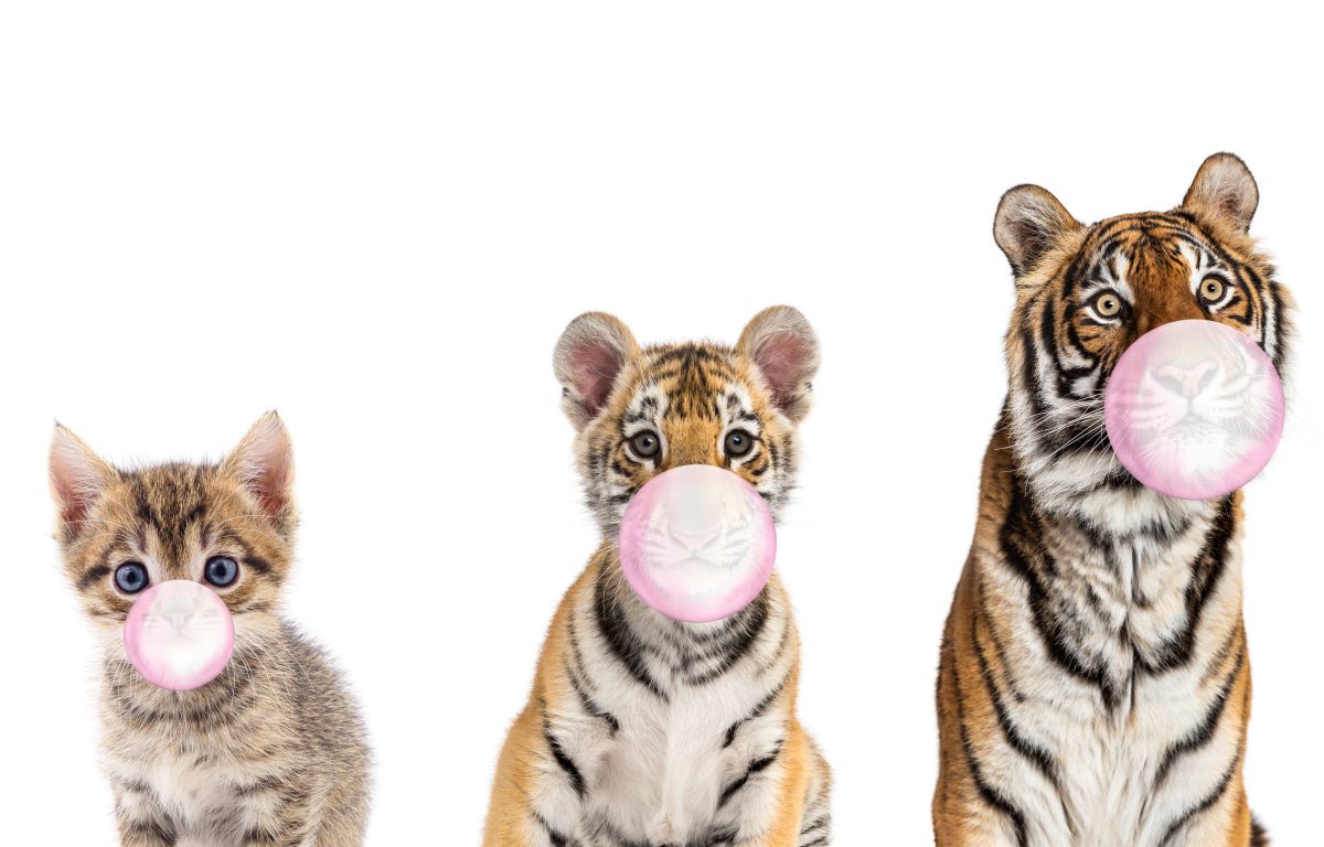 Bubble Gum Tigers