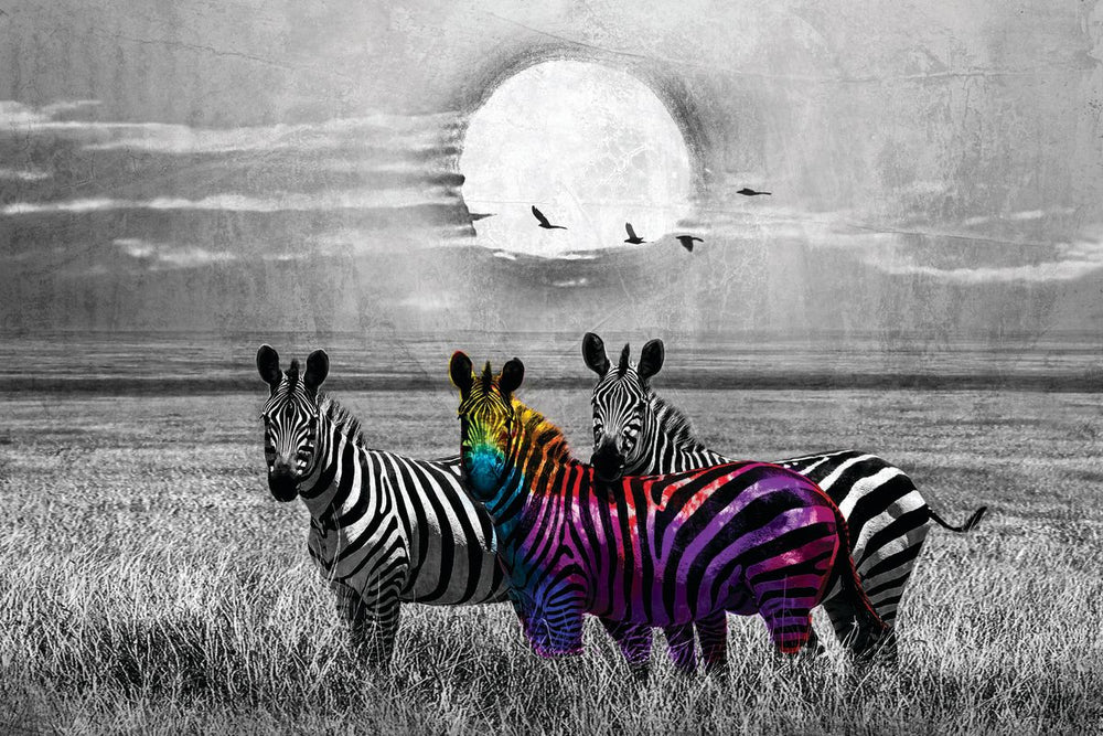 African Zebras Pop