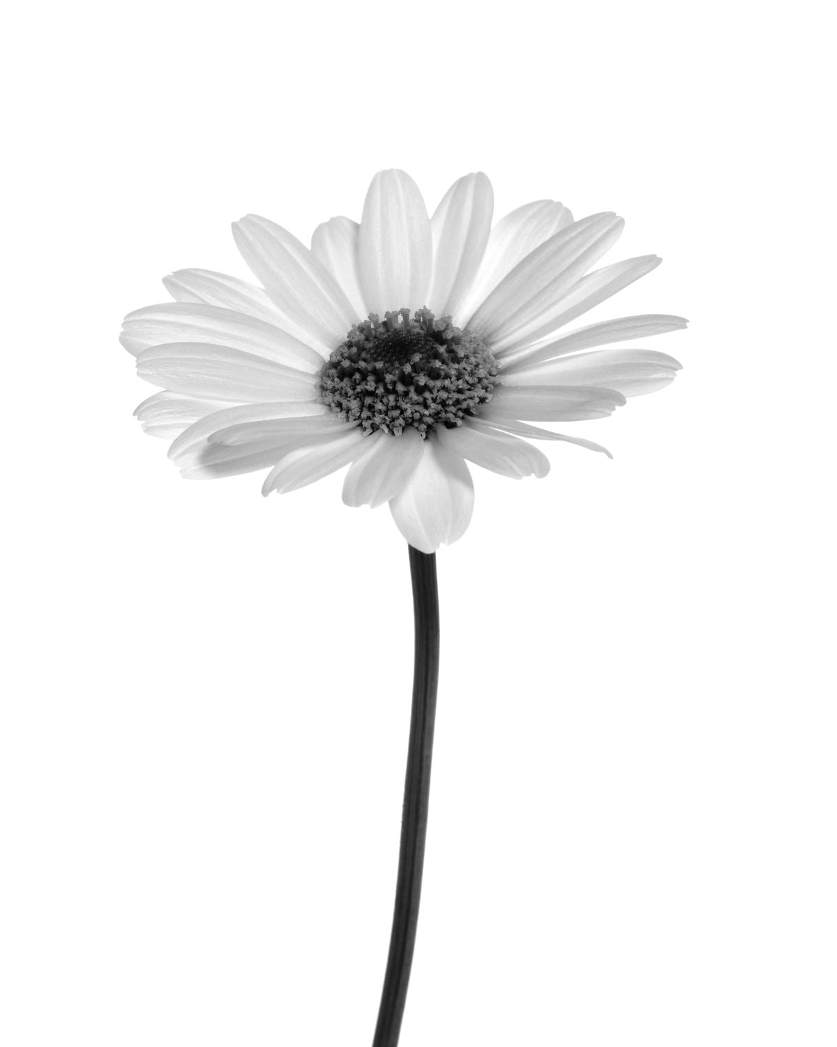 Black White Daisy