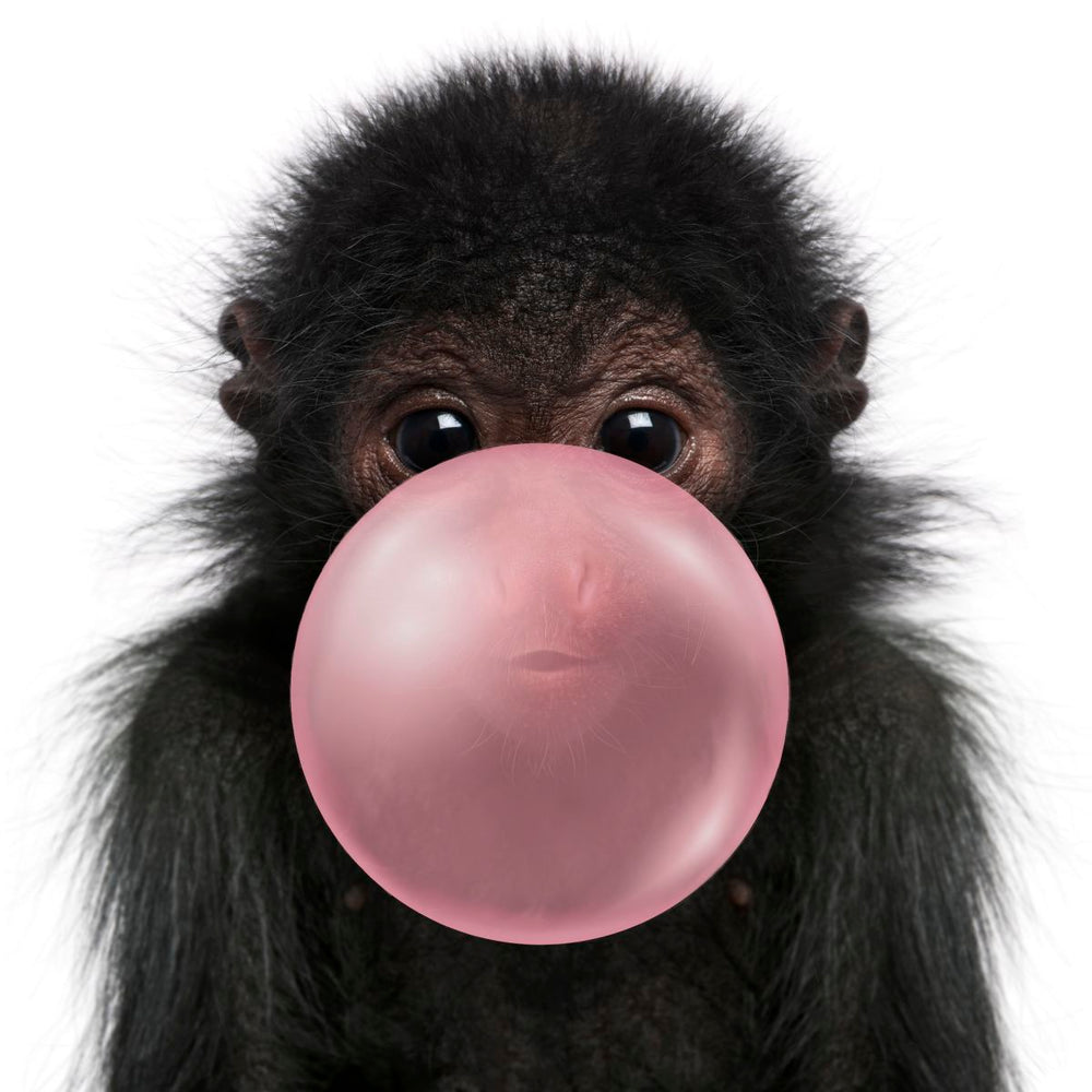 Bubble Gum Monkey