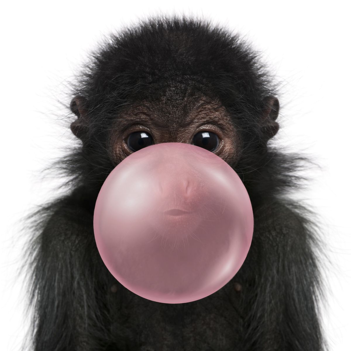 Bubble Gum Monkey