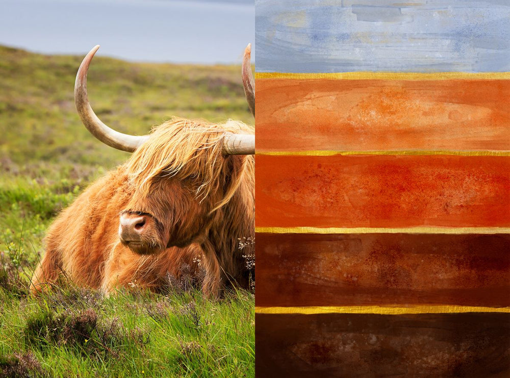 Highland Cow Colors