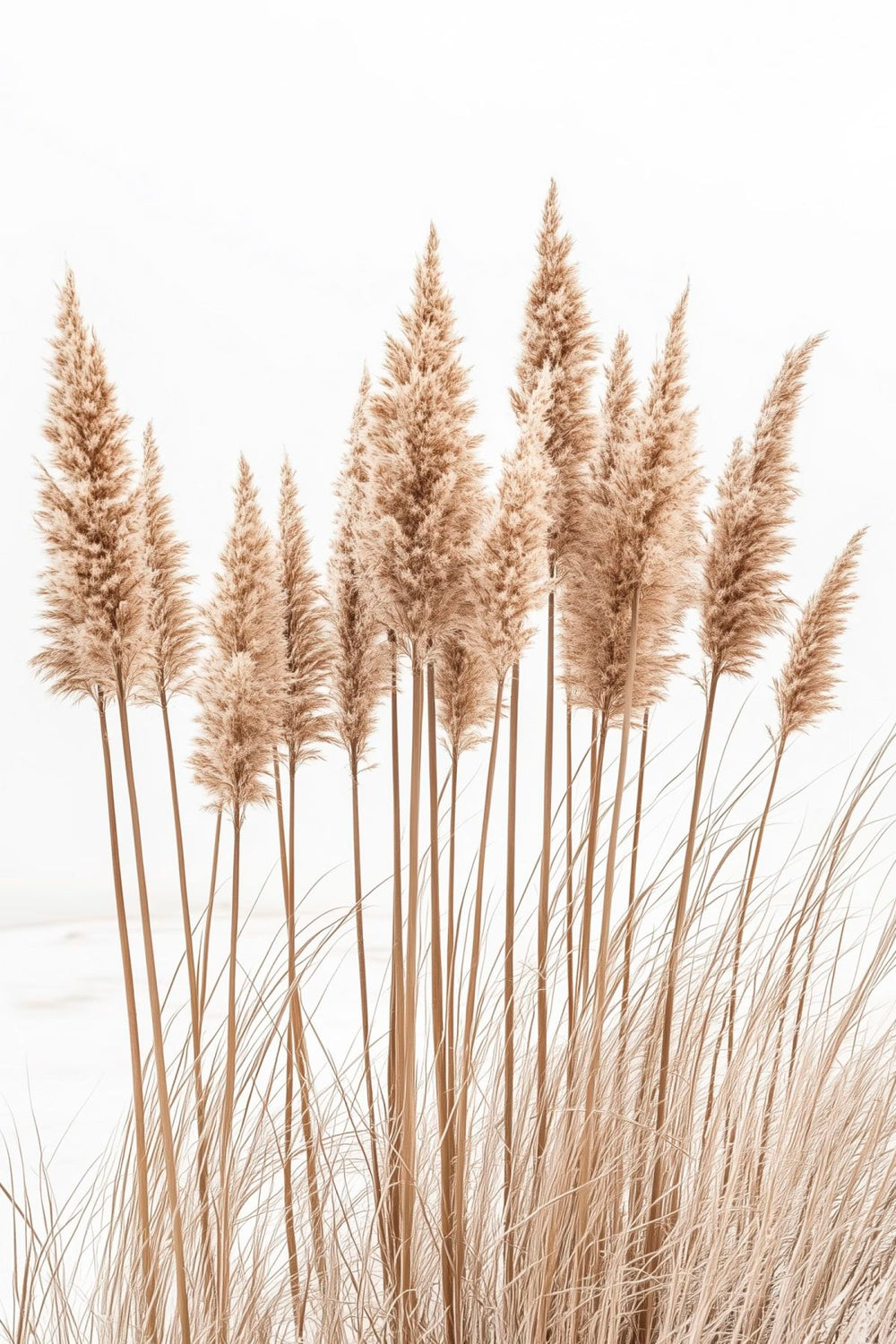 Bright Sky Over Pampas Grass