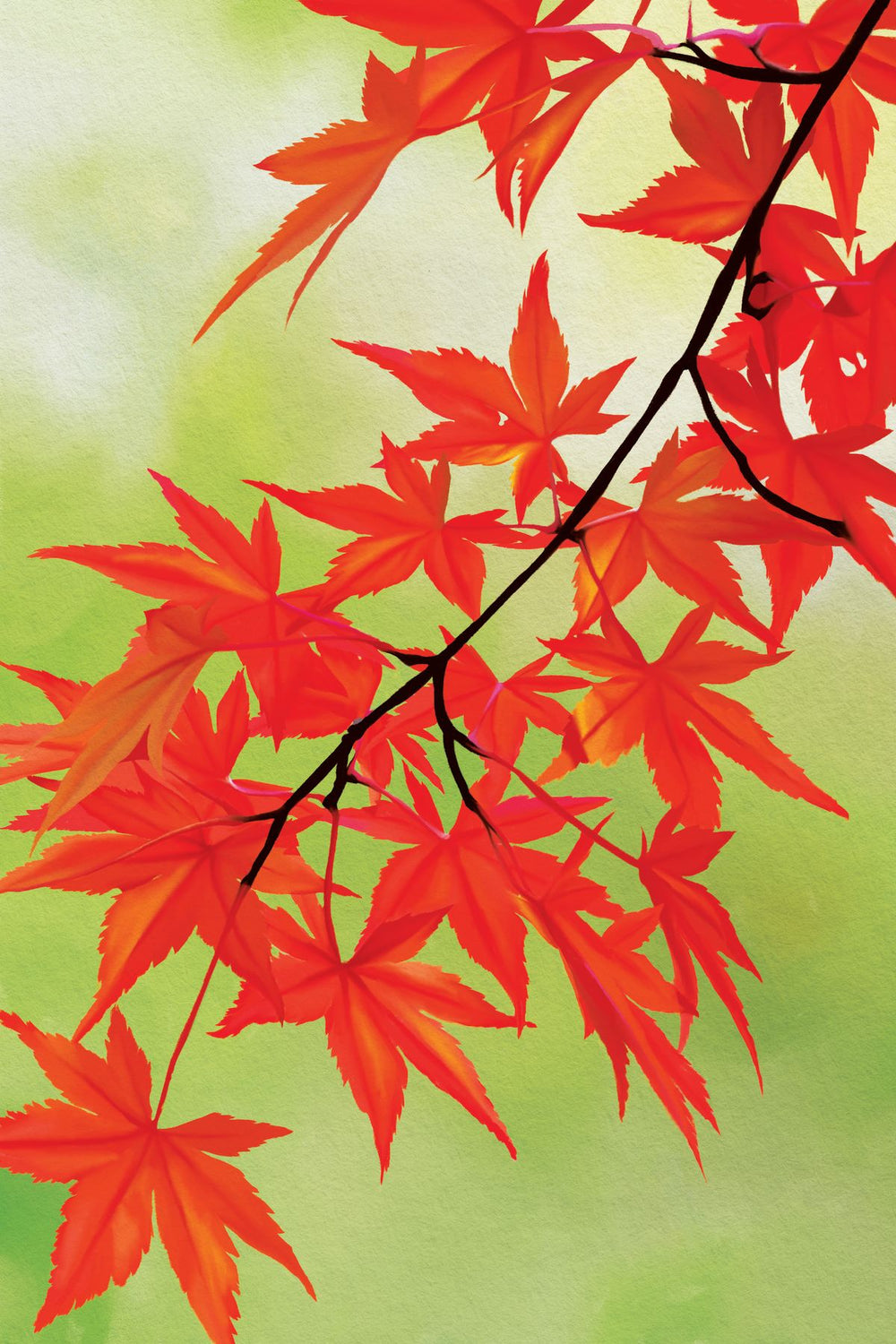 Maple Leaves Branch