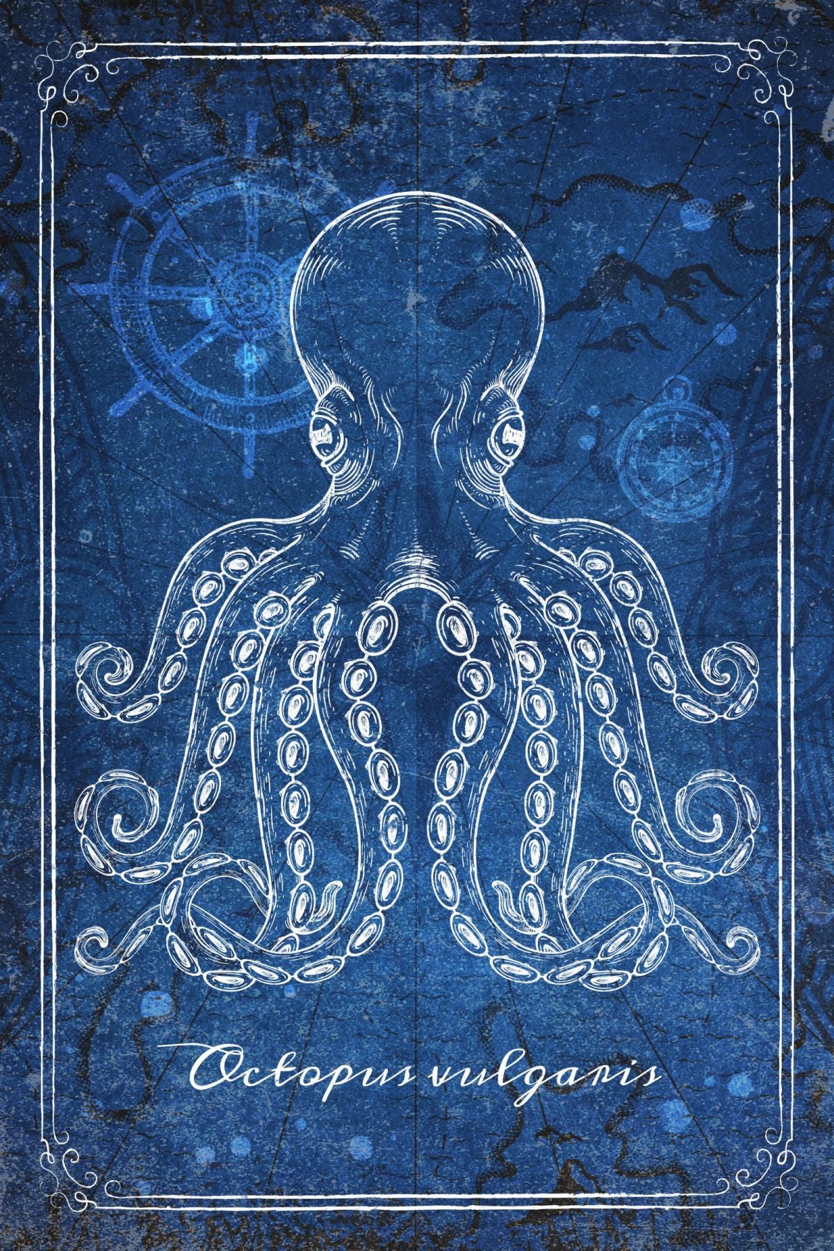 Blue Common Octopus