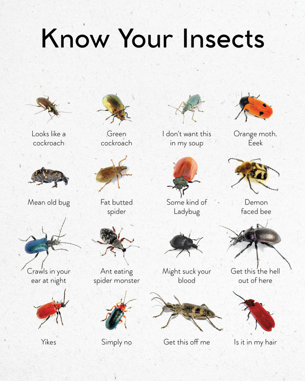 Insects Guide Chart