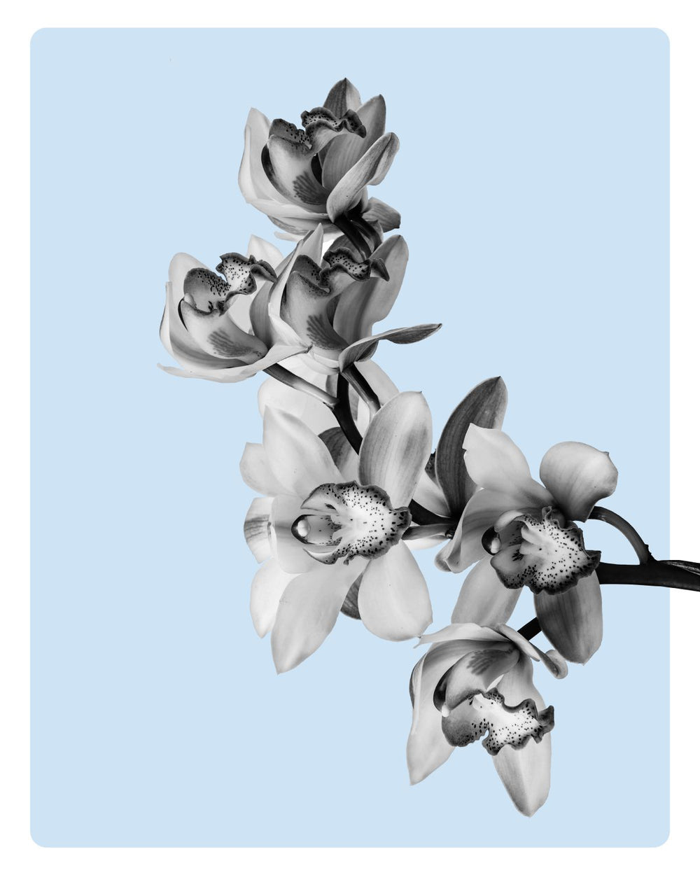 Monochromatic Orchid