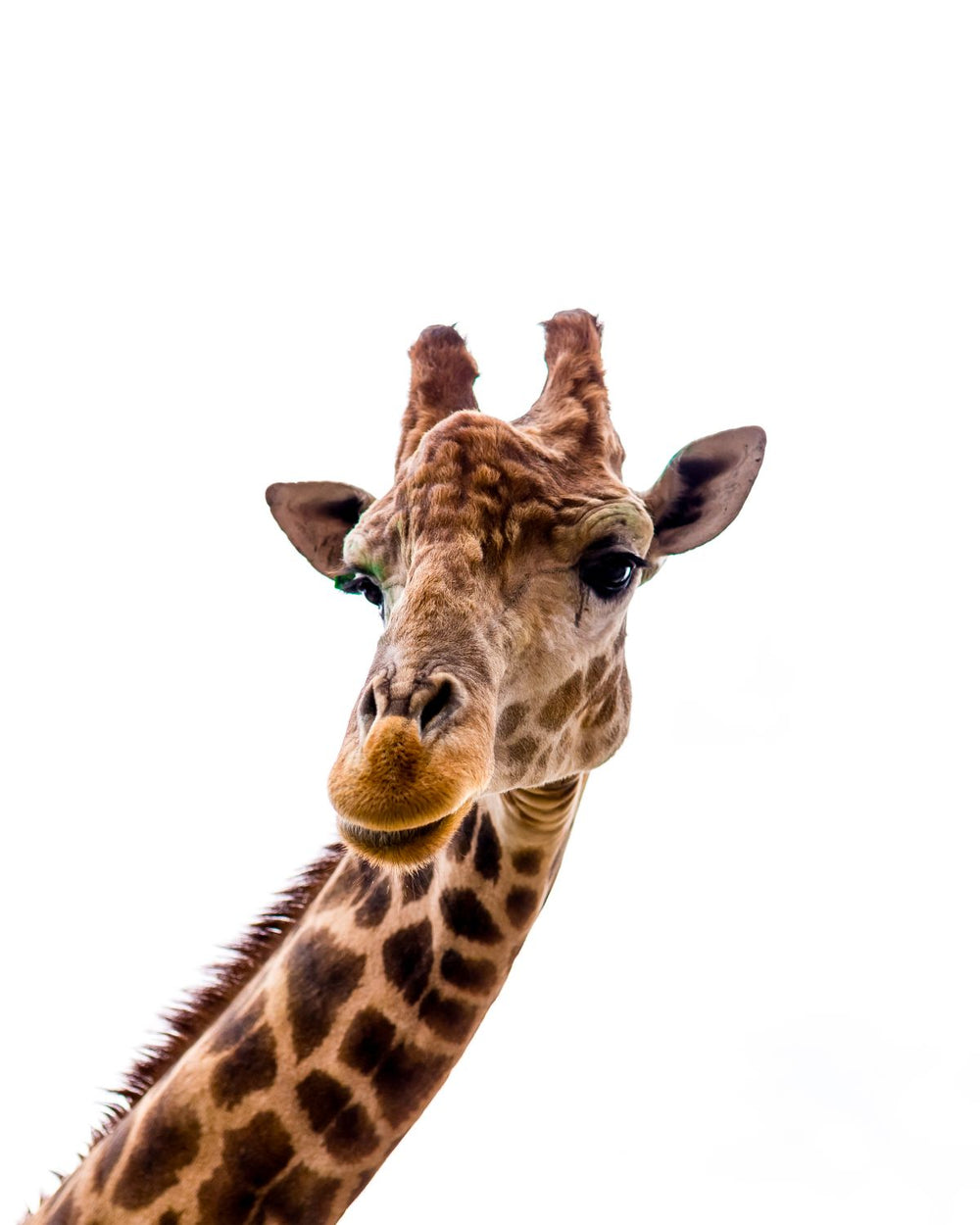 Curious Looking Giraffe
